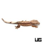 Baby "Ron" Burgundy Harlequin Dalmatian Crested Gecko For Sale - Underground Reptiles