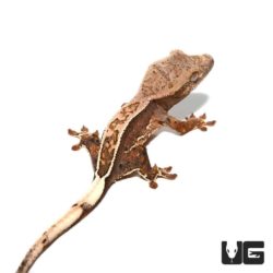 Baby "Ron" Burgundy Harlequin Dalmatian Crested Gecko For Sale - Underground Reptiles