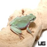 Baby Snowflake Australian Blue Dumpy Tree Frog - Underground Reptiles