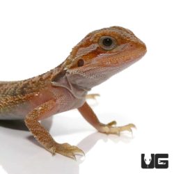 Baby Translucent Hypo Dunner Bearded Dragons for sale - Underground Reptiles