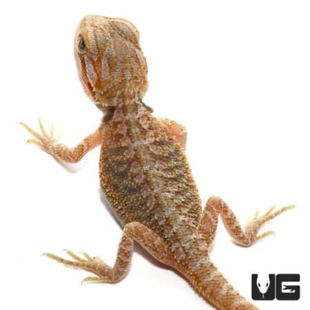 Baby Translucent Hypo Dunner Bearded Dragons (Pogona vitticeps) For ...