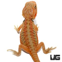 Baby Translucent Hypo Leatherback Dunner Bearded Dragons for sale - Underground Reptiles