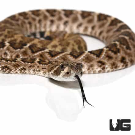 Baby Western Diamondback Rattlesnake for sale - Underground Reptiles