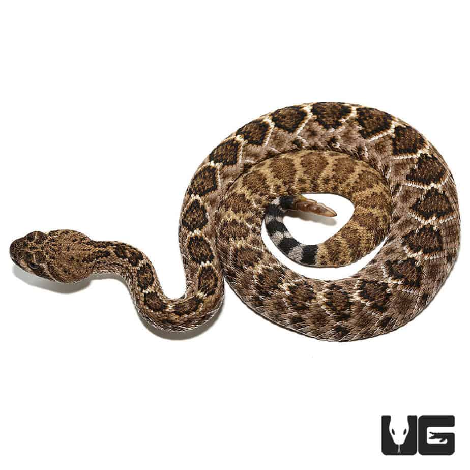 Baby Western Diamondback Rattlesnake for sale - Underground Reptiles