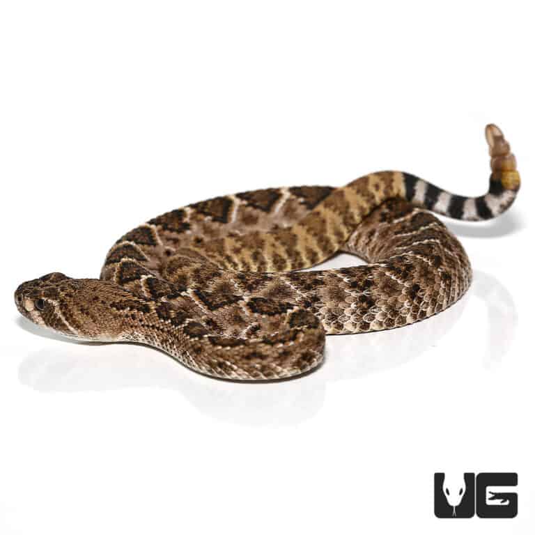 Baby Western Diamondback Rattlesnake for sale - Underground Reptiles