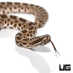 Baby Western Massasauga Rattlesnake for sale - Underground Reptiles