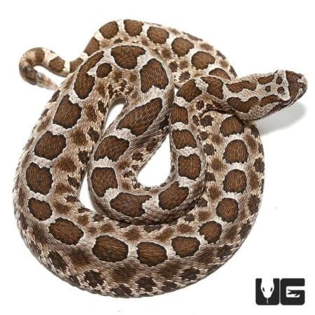 Baby Western Massasauga Rattlesnake for sale - Underground Reptiles
