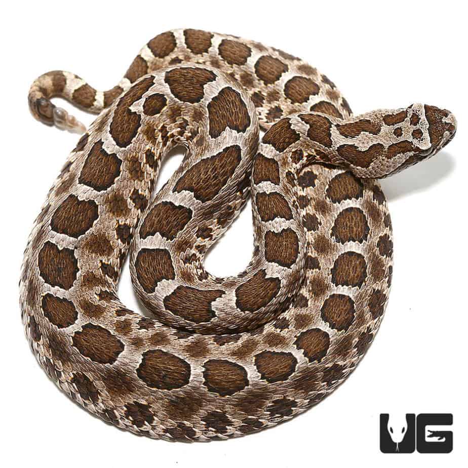 Venomous Snakes & Lizards For Sale - Underground Reptiles