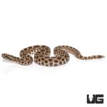 Baby Western Massasauga Rattlesnake for sale - Underground Reptiles