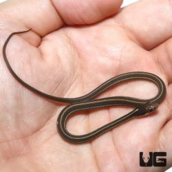 Baby Western Ribbon Snakes For Sale - Underground Reptiles