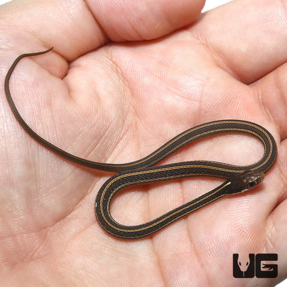 Baby Western Ribbon Snakes For Sale Underground Reptiles