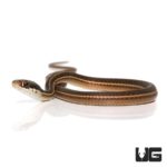 Baby Western Ribbon Snakes For Sale - Underground Reptiles