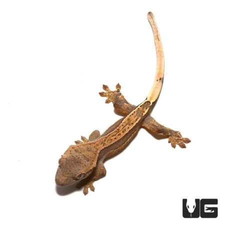 Reptile gecko with brown and beige markings, ideal for pet enthusiasts.