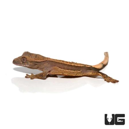 Crocodile skink, a unique reptile pet with a distinctive appearance and textured skin.