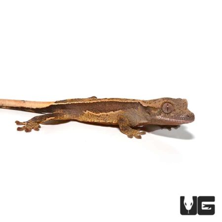 Crocodile skink, a unique reptile pet with textured skin and distinctive appearance.