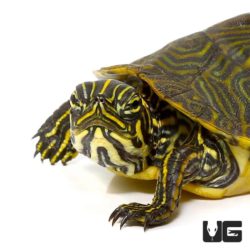 Baby Yellowbelly Slider Turtle For Sale - Underground Reptiles