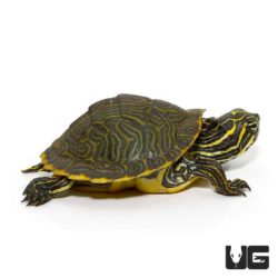 Baby Yellowbelly Slider Turtle