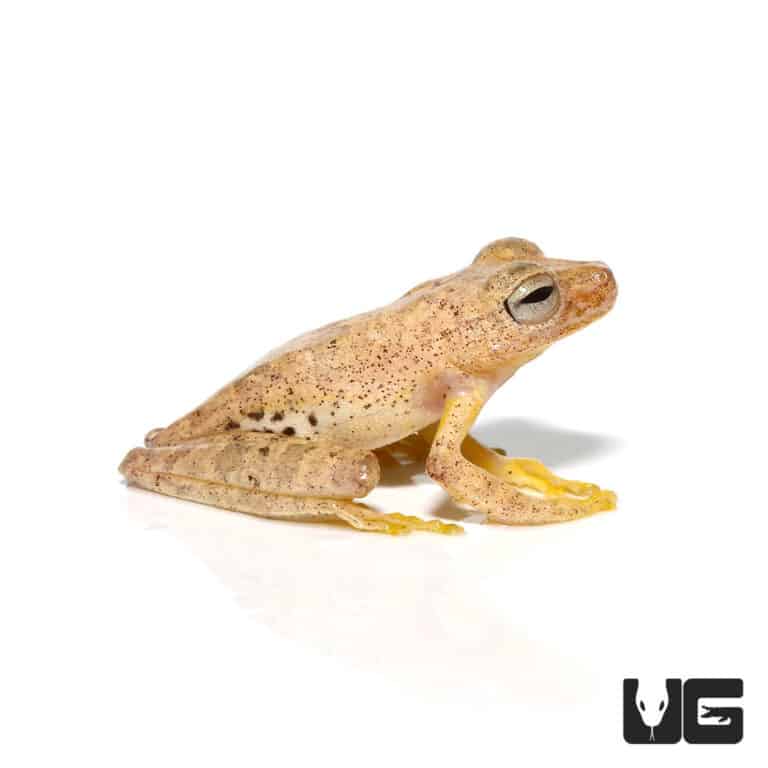 Tree Frogs For Sale Underground Reptiles