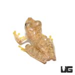 Basin Tree Frogs for sale - Underground Reptiles