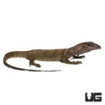 Black Roughneck Monitor For Sale - Underground Reptiles