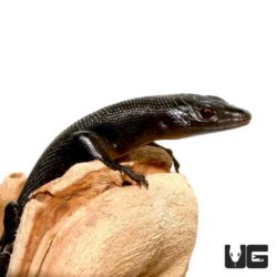 Solomon Island Black Tree Skink For Sale- Underground Reptiles