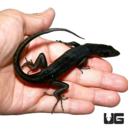 Solomon Island Black Tree Skink For Sale- Underground Reptiles