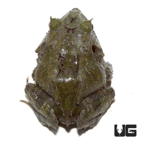 Blue Moss Eyelash Frogs For Sale - Underground Reptiles