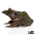 Blue Moss Eyelash Frogs For Sale - Underground Reptiles