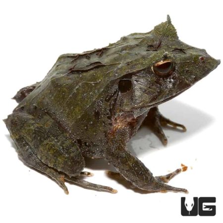 Blue Moss Eyelash Frogs For Sale - Underground Reptiles