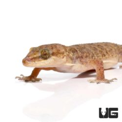 Brooks Geckos for sale - Underground Reptiles