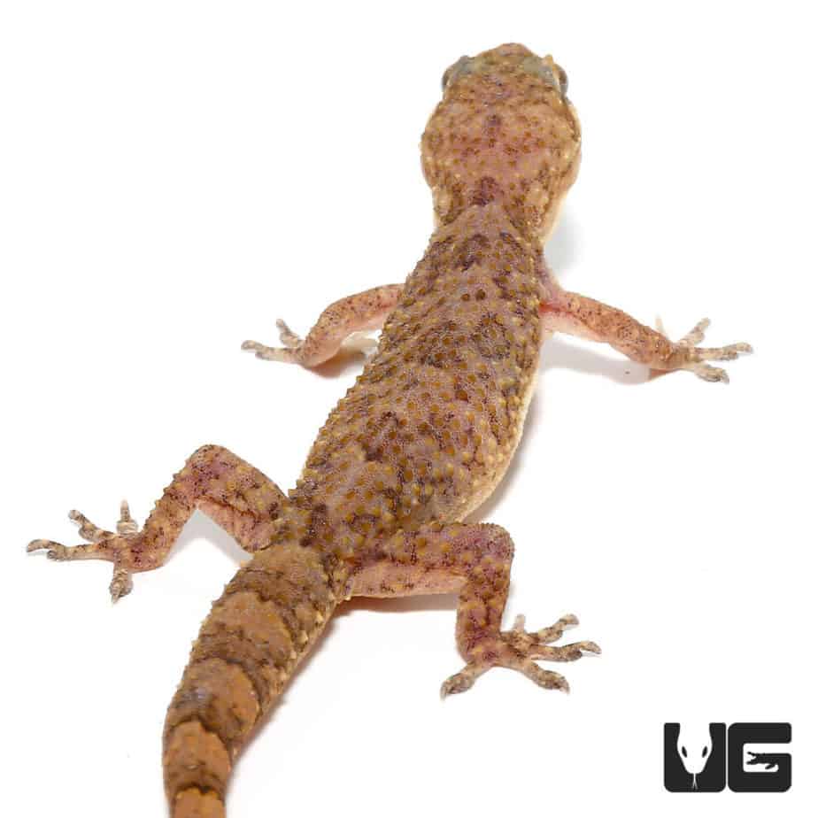 Brooks House Geckos (Hemidactylus brookii) For Sale Underground Reptiles