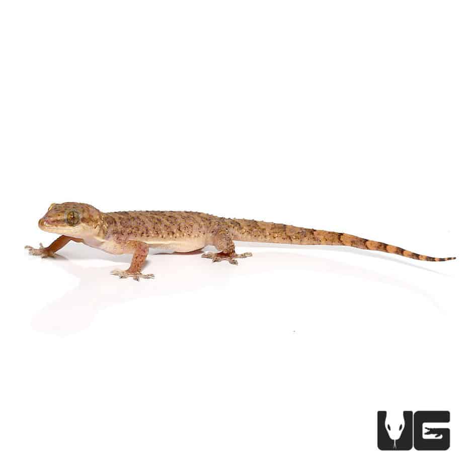 Brooks House Geckos (Hemidactylus brookii) For Sale - Underground Reptiles