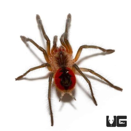Cascada Giant Birdeater Tarantula For Sale - Underground Reptiles