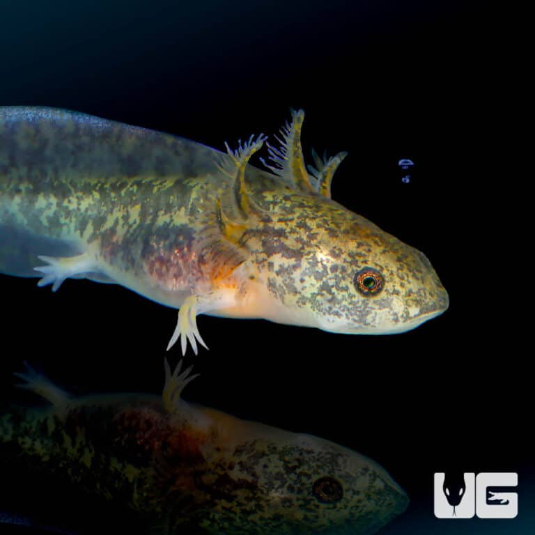 Copper Axolotls For Sale Underground Reptiles