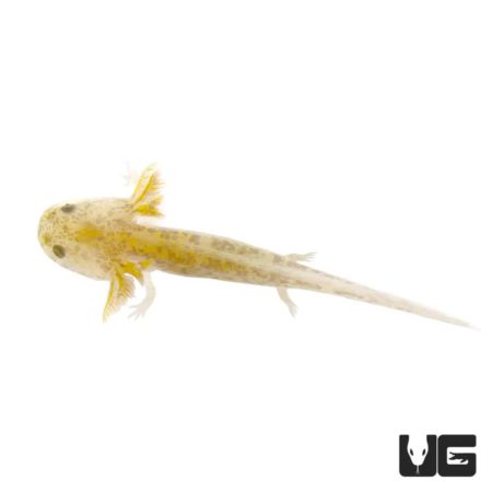 Copper Axolotls For Sale - Underground Reptiles