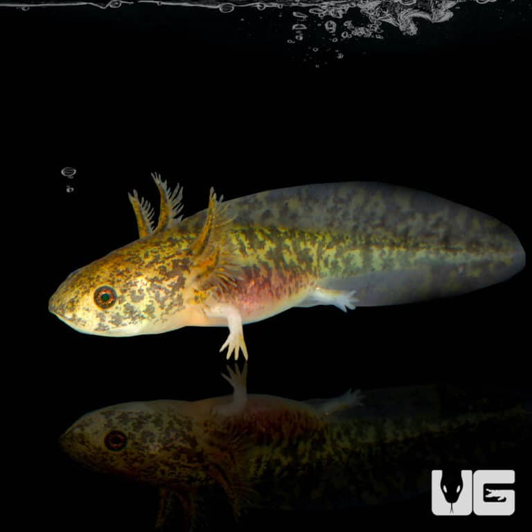 Copper Axolotls For Sale Underground Reptiles