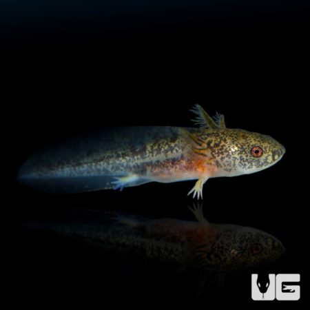 Copper Axolotls For Sale - Underground Reptiles