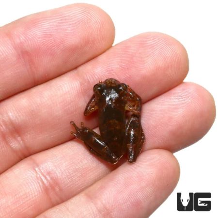 Minuta Tree Frogs for sale - Underground Reptiles