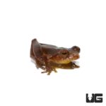 Minuta Tree Frogs for sale - Underground Reptiles