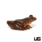 Minuta Tree Frogs for sale - Underground Reptiles