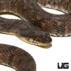 Diamondback Water Snake For Sale - Underground Reptiles