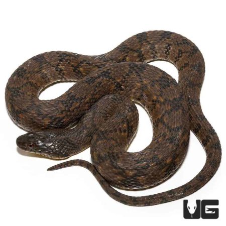 Diamondback Water Snake For Sale - Underground Reptiles
