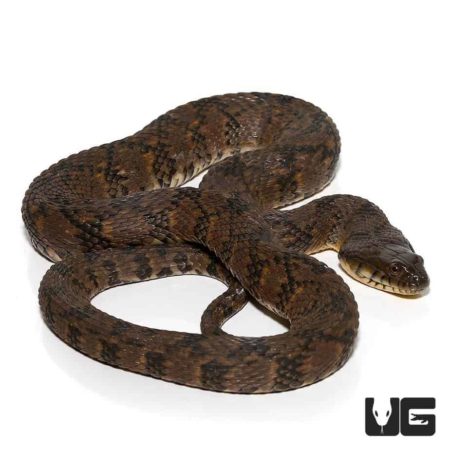 Diamondback Water Snake For Sale - Underground Reptiles
