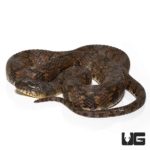Diamondback Water Snake For Sale - Underground Reptiles