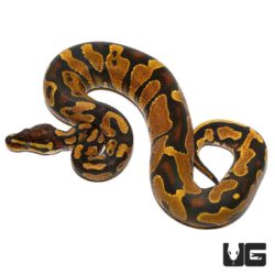Female Yellowbelly Het Pied Ball Python For Sale - Underground Reptiles