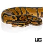 Female Yellowbelly Het Pied Ball Python For Sale - Underground Reptiles