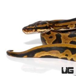 Female Spector Leopard Het Pied Ball Python For Sale - Underground Reptiles