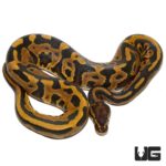 Female Spector Leopard Het Pied Ball Python For Sale - Underground Reptiles