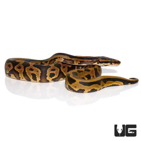 Female Spector Leopard Het Pied Ball Python For Sale - Underground Reptiles
