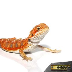 Baby Flaming Hot Blue Bar Bearded Dragon - Underground Reptiles
